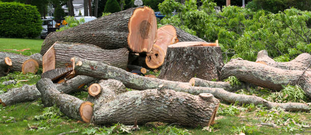 Professional Tree Care in Waverly, OH